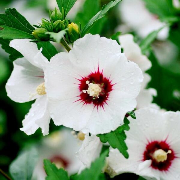 Hibiszkusz