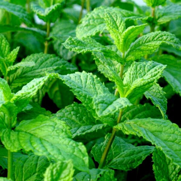 Menta