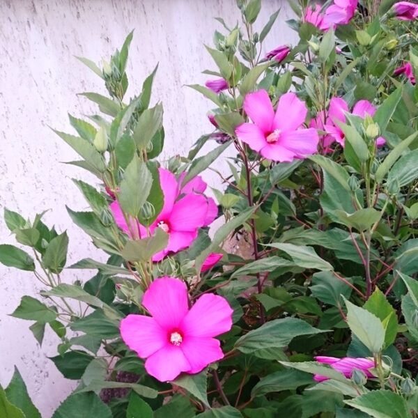 mocsári hibiszkusz