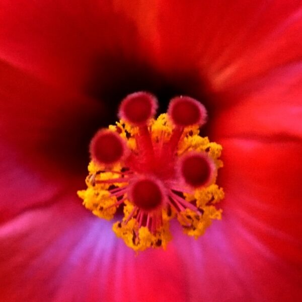hibiszkusz